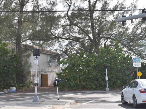 Property owners open to replacing Australian pines at city&rsquo;s expense