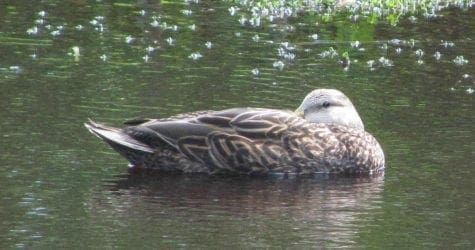 County officials limited in regulating hunting