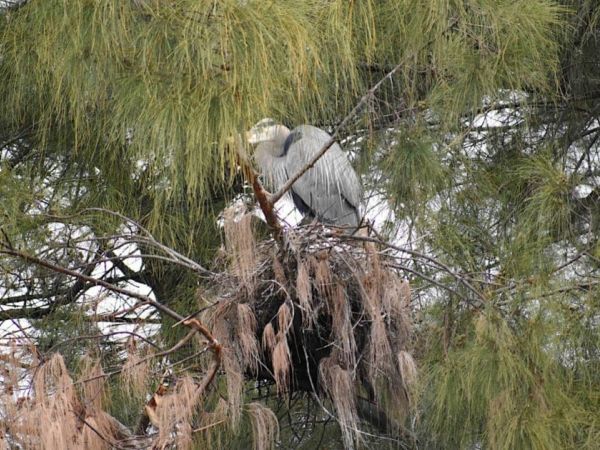Great blue herons&rsquo; nest in jeopardy