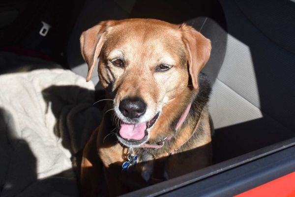 Prepare your pets for hurricanes