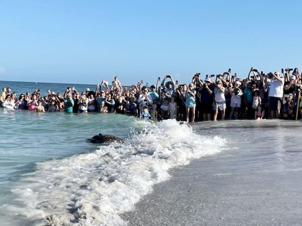 Winnie released at Coquina Beach