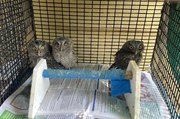 Birdie for the Birdies tournament to benefit Wildlife Inc.