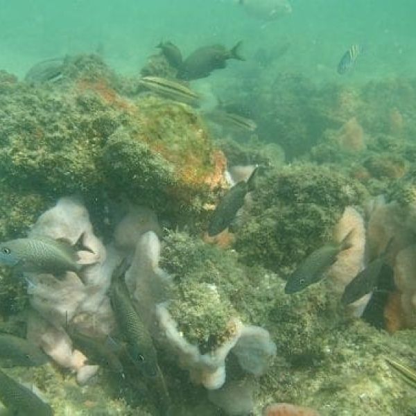 AMI reef
