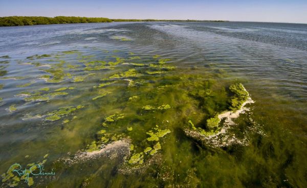 Reel Time: Brunch for the Bay 2022