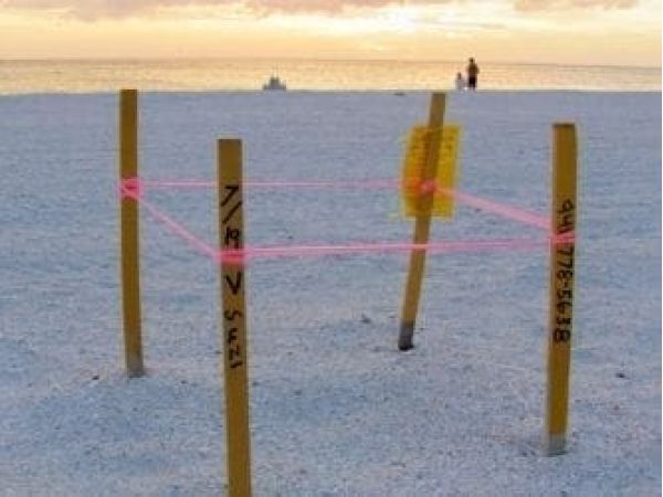 Turtle nest