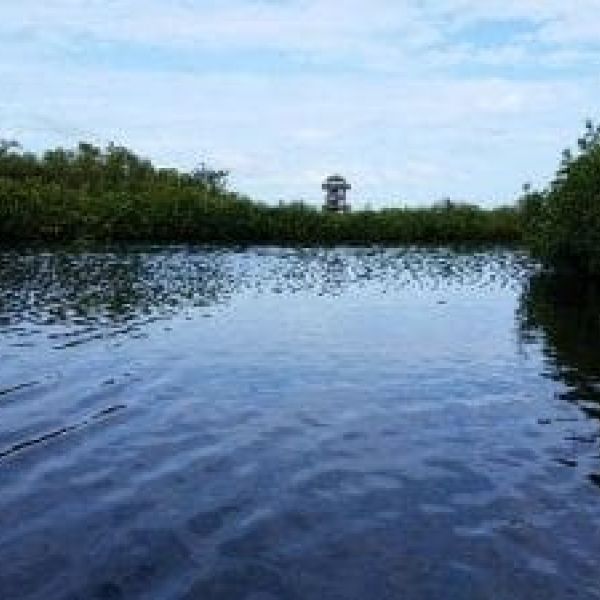 Non-toxic blue-green algae at Robinson Preserve