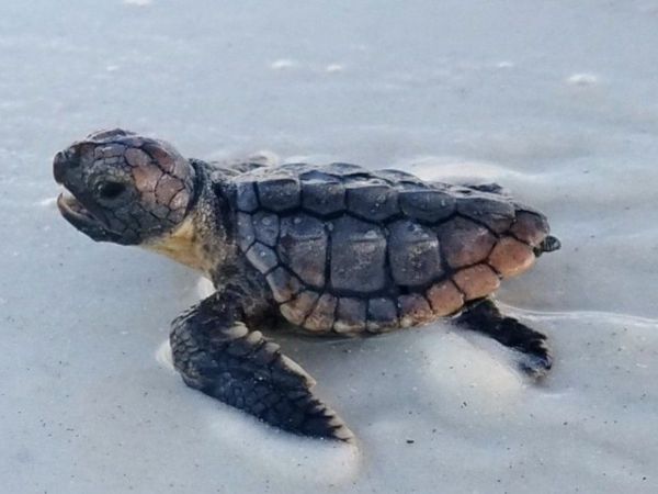 Turtle Watch releases stranding report