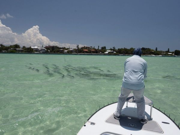 Tarpon primer: Part One