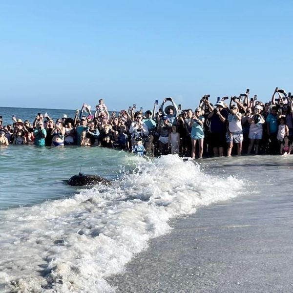 Winnie released at Coquina Beach