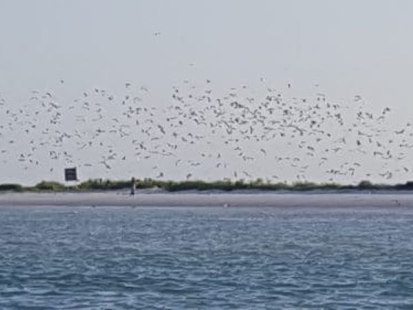 Coast Lines: Save the refuge for the birds