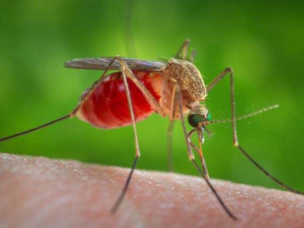Avoid being a mosquito&rsquo;s meal