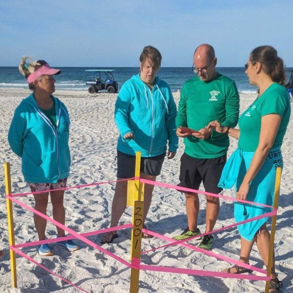 Turtle Watch volunteers find season&rsquo;s first sea turtle nest