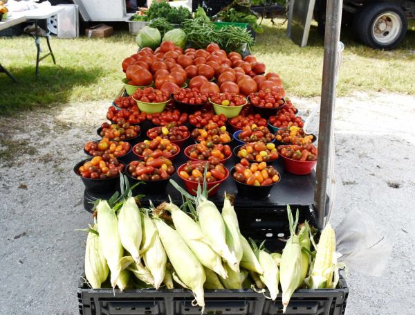 Anna Maria farmers market returns