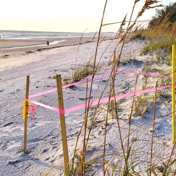 Storm washes out more than 160 turtle nests