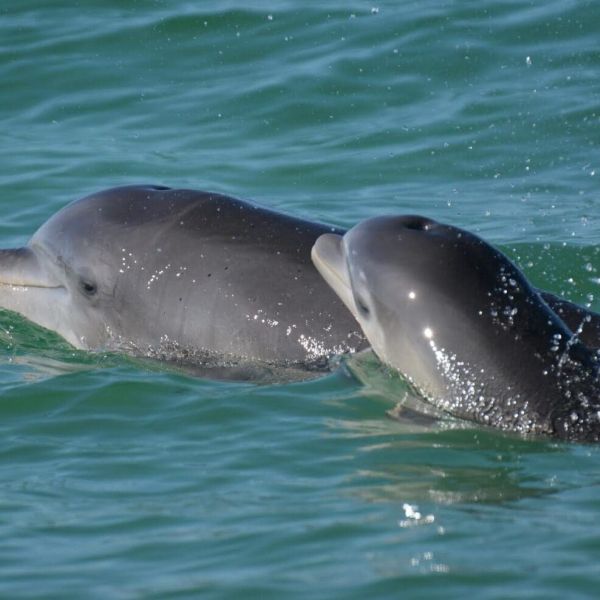Beleaguered area waters still producing miracles