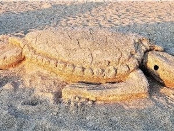 Turtle watch volunteers ready for season
