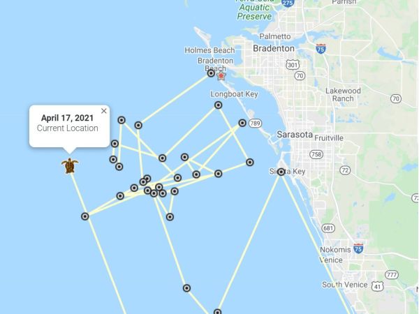 Turtle trackers predict Bortie&rsquo;s return