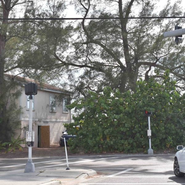 Property owners open to replacing Australian pines at city&rsquo;s expense