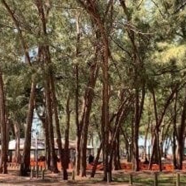 County&rsquo;s plan to remove Coquina Beach trees meets opposition