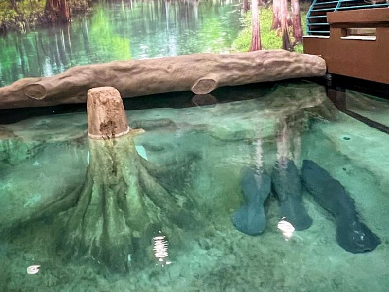 Three young manatees rehabbing at Bishop Museum
