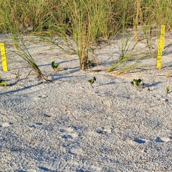 Avoid disturbing sea turtles, nests