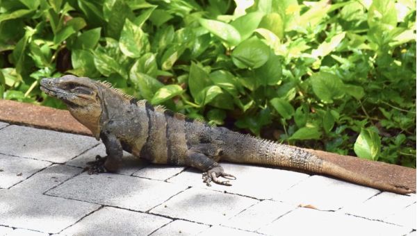 Wild iguanas are calling Anna Maria home