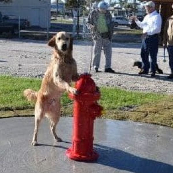 Pups and owners celebrate dog park opening