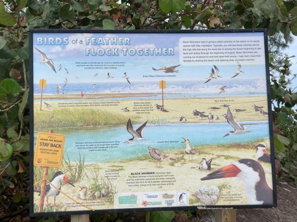 Please, don&rsquo;t feed shorebirds