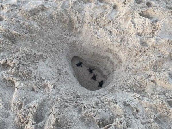 Hazards impede turtle hatchlings