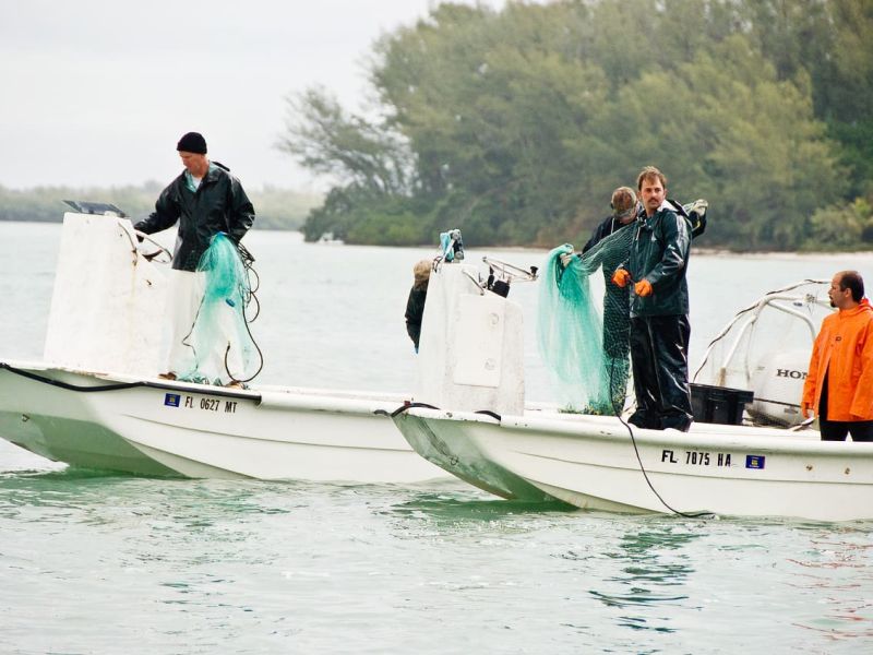 Reel Time: Why Mullet Jump