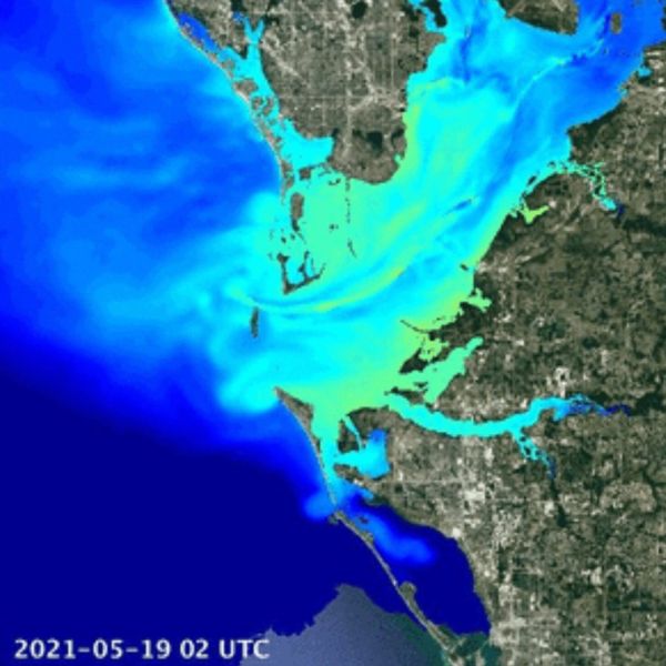 Piney Point pollution spreading, affecting dolphins