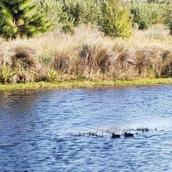 Hunters sound off on duck season