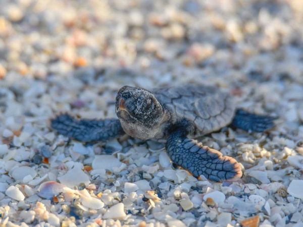 Sea turtles break nesting record