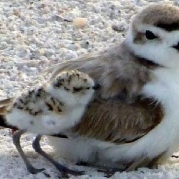 Shorebird survey marks start of season
