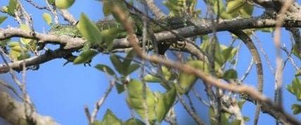 Leffis lizard to be relocated