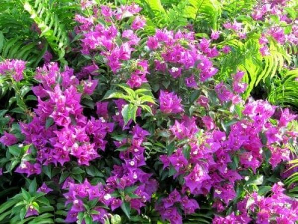 Happy Pascua Florida Day!