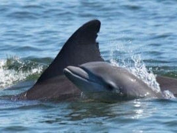 Dolphin calf