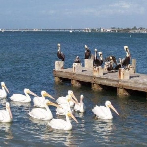 White and brown pelicans