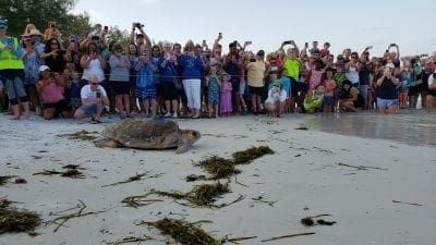 Bortie Too tagged, released