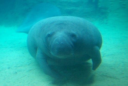 Manatee