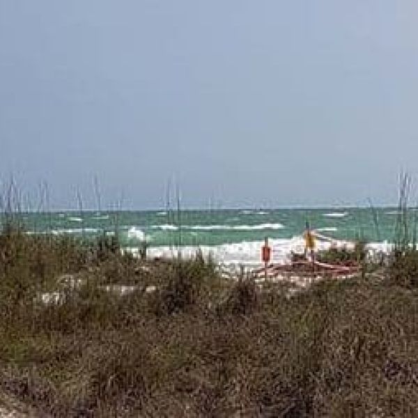 First turtle nest of season early