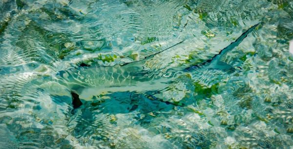 Reel Time: Make the wind your friend