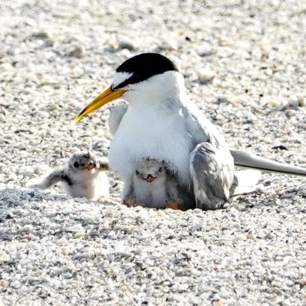 Least tern chicks hatch in Bradenton Beach
