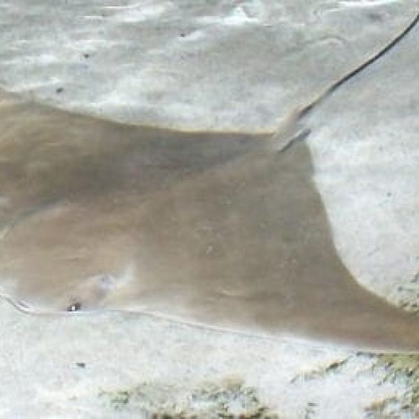 LifeLines: Stingray shuffle