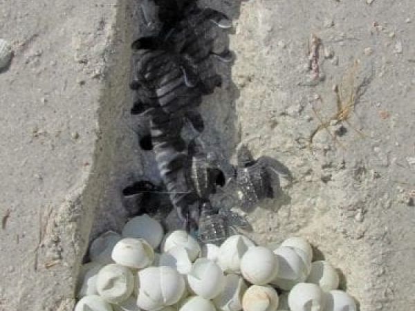 Turtle nest