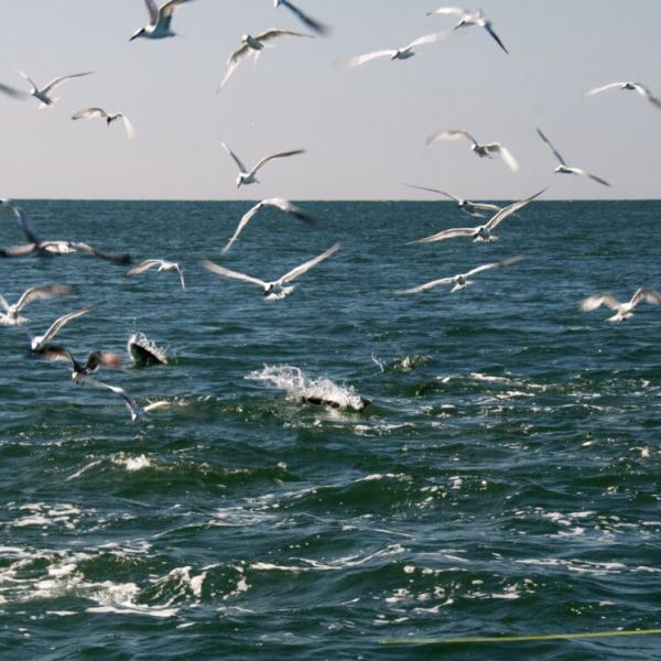 In praise of seabirds
