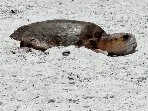 Second sea turtle nests in daytime