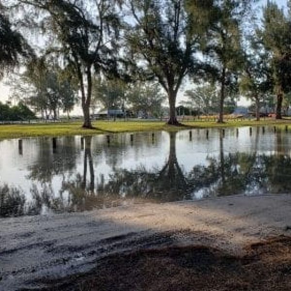Pines plague parking project