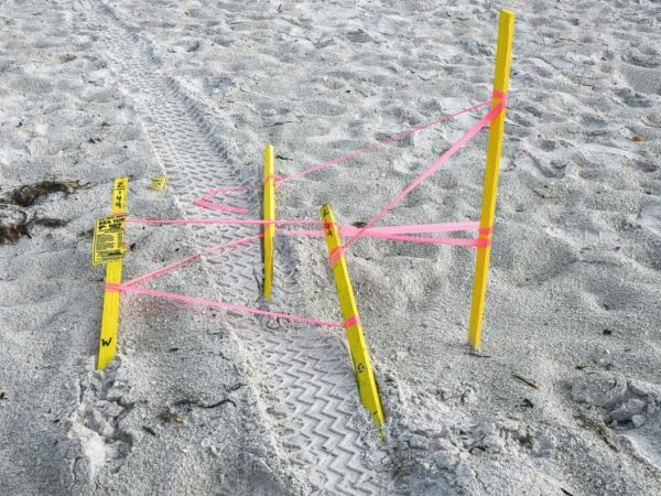 Turtle nests run over on AMI beaches