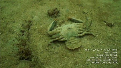red tide diver crab